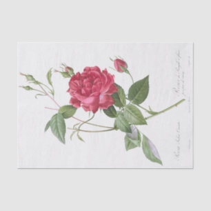 Papier Mousseline Rosa indica cruneta