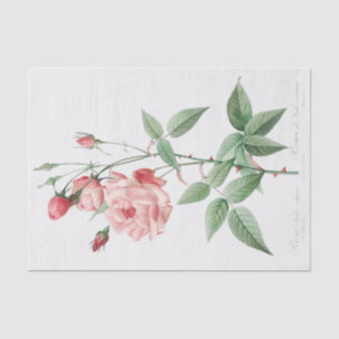 Papier Mousseline Rosa Indica Vulgaris