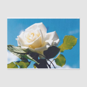 Papier Mousseline Rose blanche sous ciel bleu