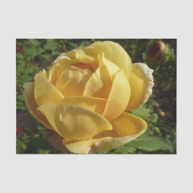 Papier Mousseline Rose d'Angleterre (Recto)