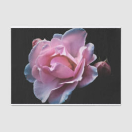 Papier Mousseline Rose magnifique de rose sur le noir
