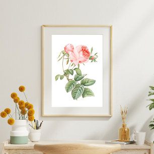 Papier Mousseline Rose Vintage rose Redouté