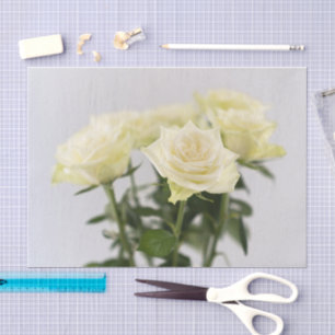 Papier Mousseline Roses Blanches Élégantes Avec Tiges Vertes Photogr