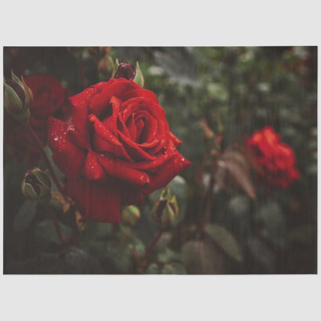 Papier Mousseline Roses Rouges Belle Florale 20x30 Découpage (Recto)