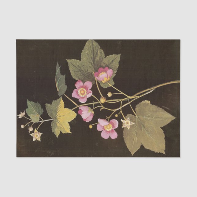 Papier Mousseline Rubus Odoratus par Mary Delany (Recto)
