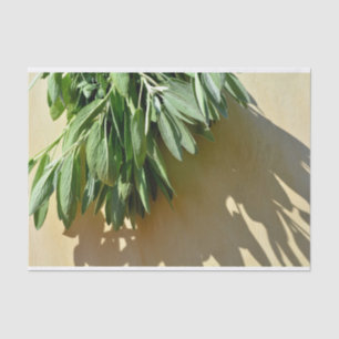 Papier Mousseline Sage frais coupé