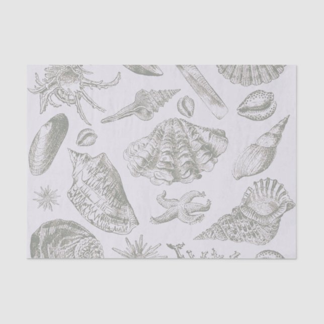 Papier Mousseline Seashell Soft Antique Art Beach Shops (Recto)