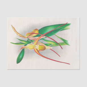 Papier Mousseline Selenipedium Grande (Orchidée) par Jean Jules Lind