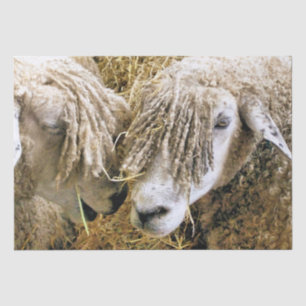 PAPIER MOUSSELINE SHEEP