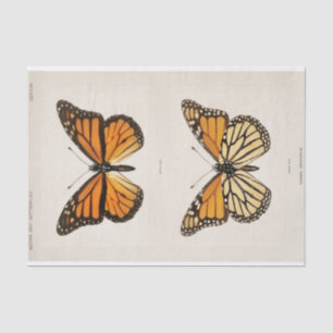 Papier Mousseline Sherman F. Denton Papillon Monarque