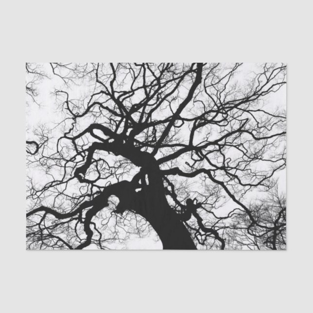 Papier Mousseline Silhouette noire et blanche d'arbre (Recto)
