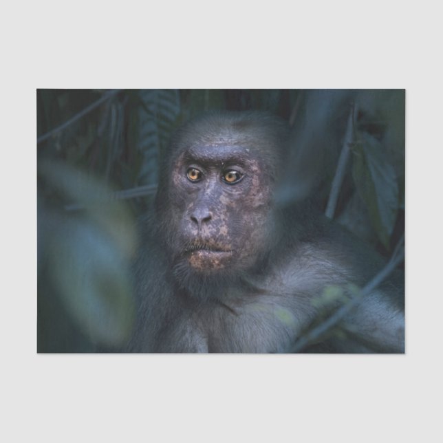 Papier Mousseline Singe dans la jungle (Recto)