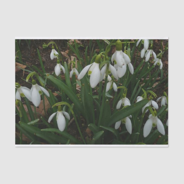 Papier Mousseline Snowdrops I (Recto)