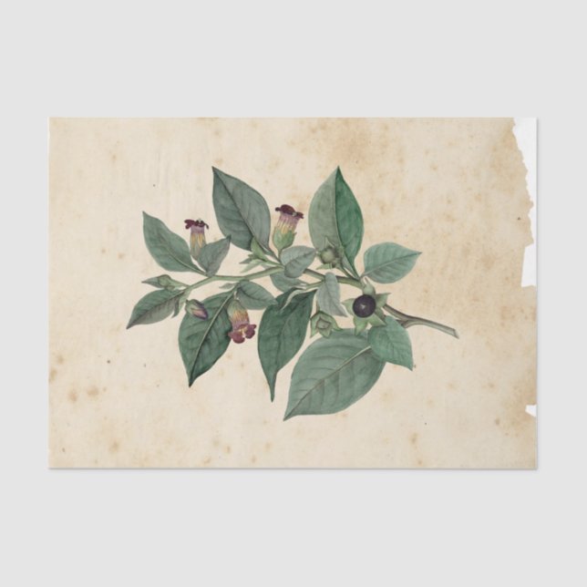 Papier Mousseline Sorcière Ephemera Design série #11 (Recto)