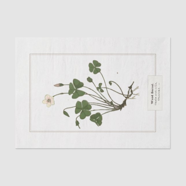 Papier Mousseline Sorrel de bois commun (Oxalis acetosella)  (Recto)