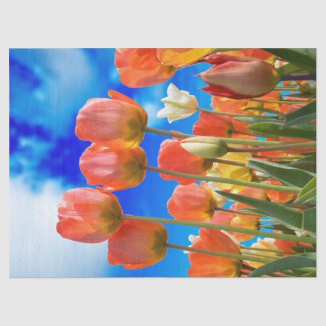 Papier Mousseline Sous le ciel de la Tulipe (Recto)