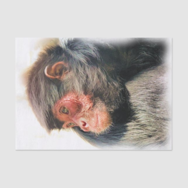 PAPIER MOUSSELINE SPIDER MONKEY (Recto)