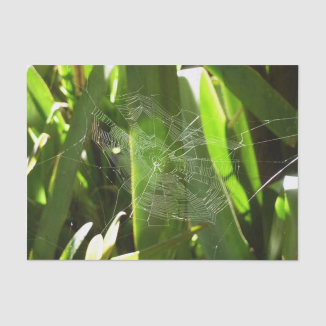 Papier Mousseline Spiderweb dans Tropical Leaves Nature (Recto)