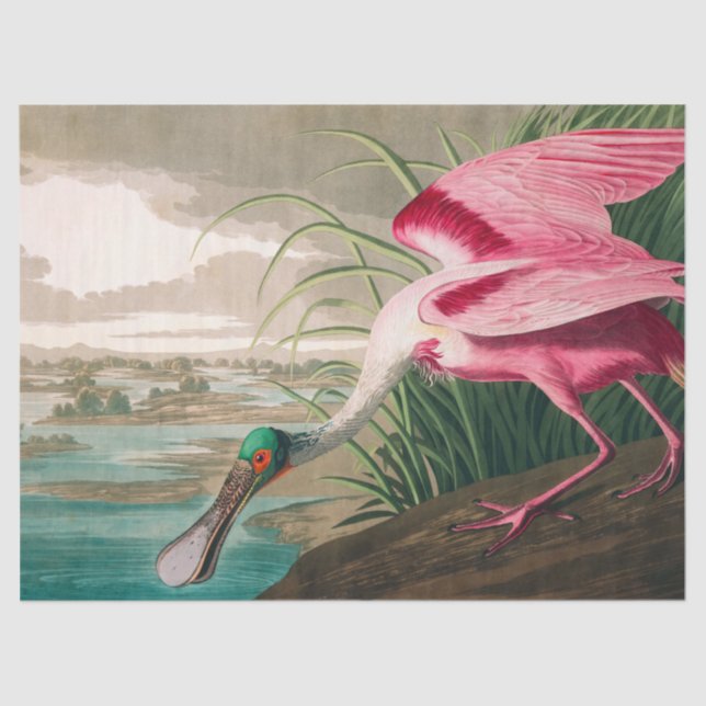 Papier Mousseline Spoonbill sur le roseate par John James Audubon (Recto)