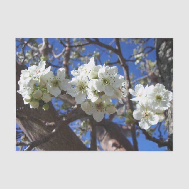 Papier Mousseline Spring Flowering Pear Tree (Recto)