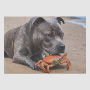 Papier Mousseline Staffy Est Des Amis Avec Un Crabe De Plage,