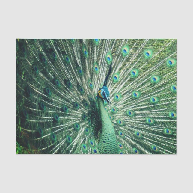 Papier Mousseline Strut Peacock (Recto)