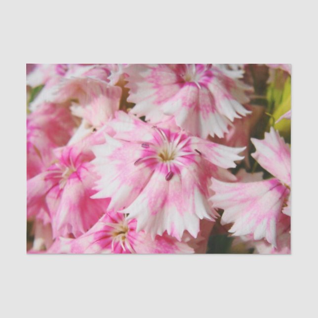 Papier Mousseline Sweet William Flowers (Recto)
