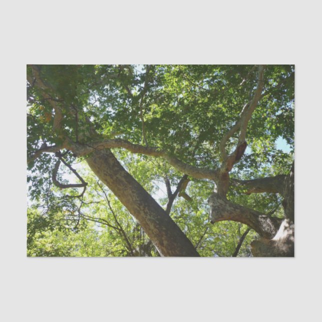 Papier Mousseline Sycamore Tree Nature verte (Recto)