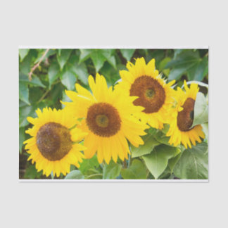 Papier Mousseline Sympathie de chat avec des tournesols