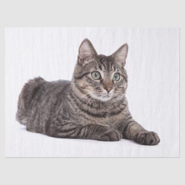 Papier Mousseline Tabby Gris (Recto)