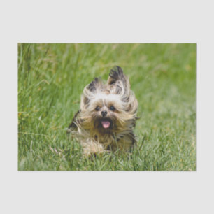 Papier Mousseline Terrier Yorkshire mignon Traversant L'Herbe