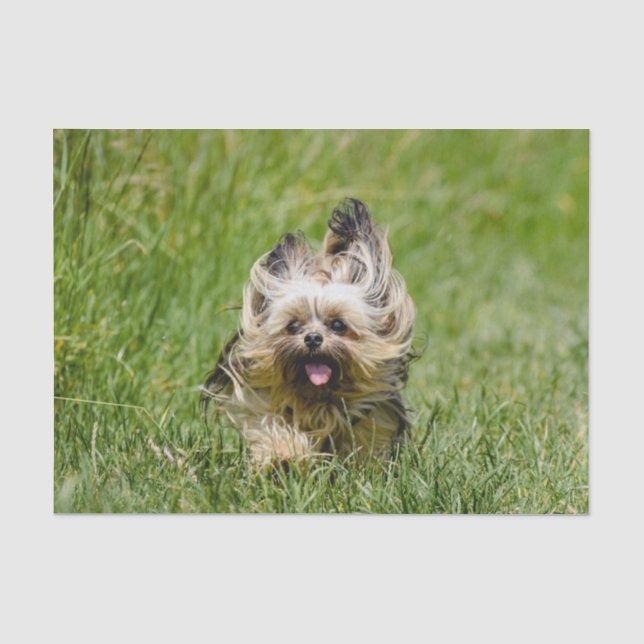 Papier Mousseline Terrier Yorkshire mignon Traversant L'Herbe (Recto)