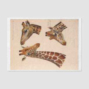 Papier Mousseline Têtes de girafe découpage Ephemera