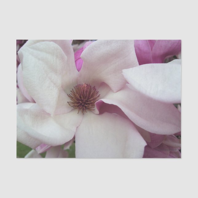 Papier Mousseline Tissu de recouvrement - Soucoupe Magnolia Bloom (Recto)