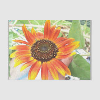 Papier Mousseline tournesol
