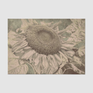 Papier Mousseline Tournesol Brun Tons Sépia Art Texture Découpage