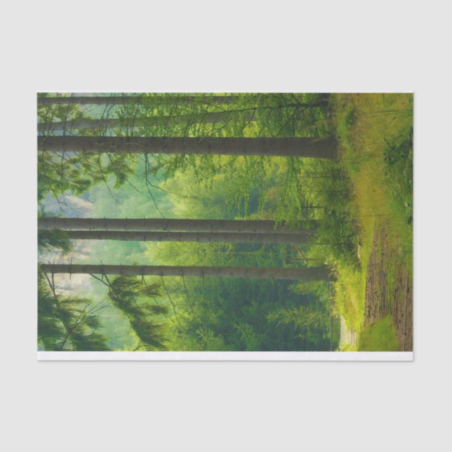 Papier Mousseline Traversée magique de forêt verte arbres brouillard (Recto)