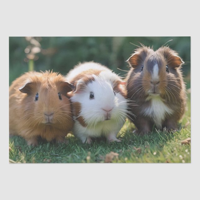 Papier Mousseline Trois bébés cochons de Guinée, (Recto)