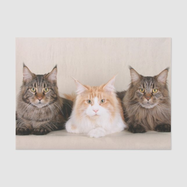 Papier Mousseline Trois chats à coon du Maine (Recto)