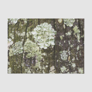 Papier Mousseline Tronc de chêne de Mossy
