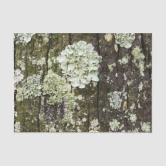 Papier Mousseline Tronc de chêne de Mossy