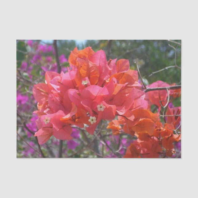 Papier Mousseline Tropical Pink Bougainvillea Island Floral (Recto)