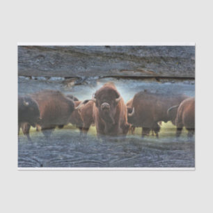 Papier Mousseline Troupeau de Buffalo
