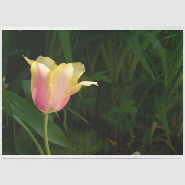 Papier Mousseline Tulip (Recto)