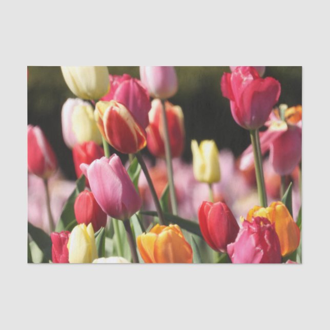 Papier Mousseline Tulipes de printemps (Recto)