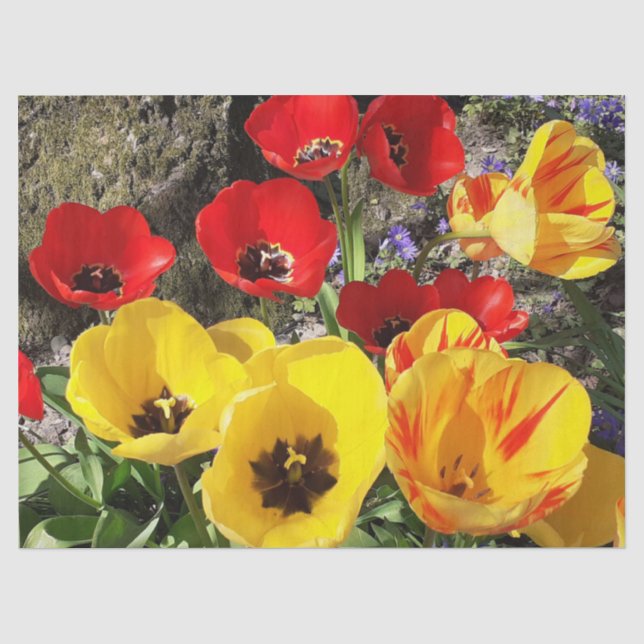 Papier Mousseline Tulipes jaunes et rouges (Recto)