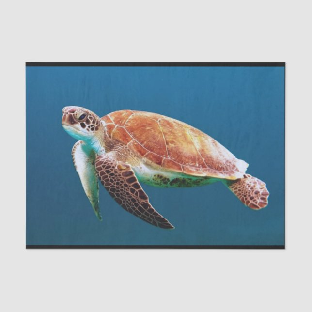 Papier Mousseline Turtle Blue Water Photo (Recto)