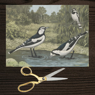 Papier Mousseline Tyrannelles bariolées d'une planche ornithologique
