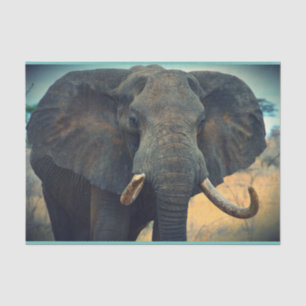 Papier Mousseline Un éléphant africain proche