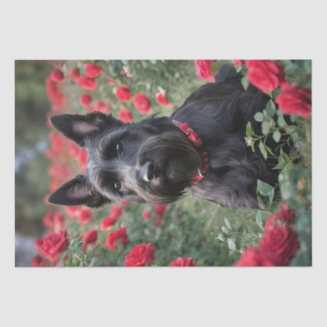 Papier Mousseline "Une rose rouge pour le Terrier écossais noir" (Recto)